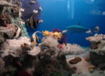 Gdynia. Morskie kolekcje w Akwarium
