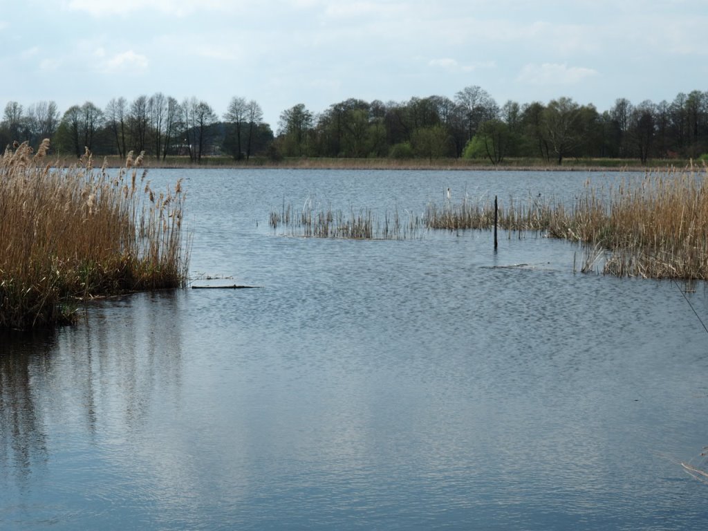 Stawinoga. Ptaki na bagnach i dawnych stawach