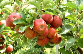 Warka W największym sadzie Europy