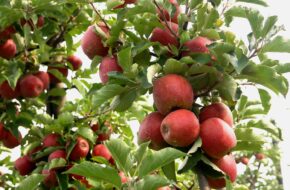 Konary Tłocznia soków na Szlaku Jabłkowym