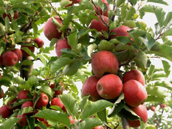 Konary. Tłocznia soków na Szlaku Jabłkowym