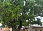 Benin. Niewolniczy proceder królów Dahomeju