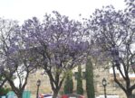 Jerez. Wino, konie, flamenco i ciut architektury